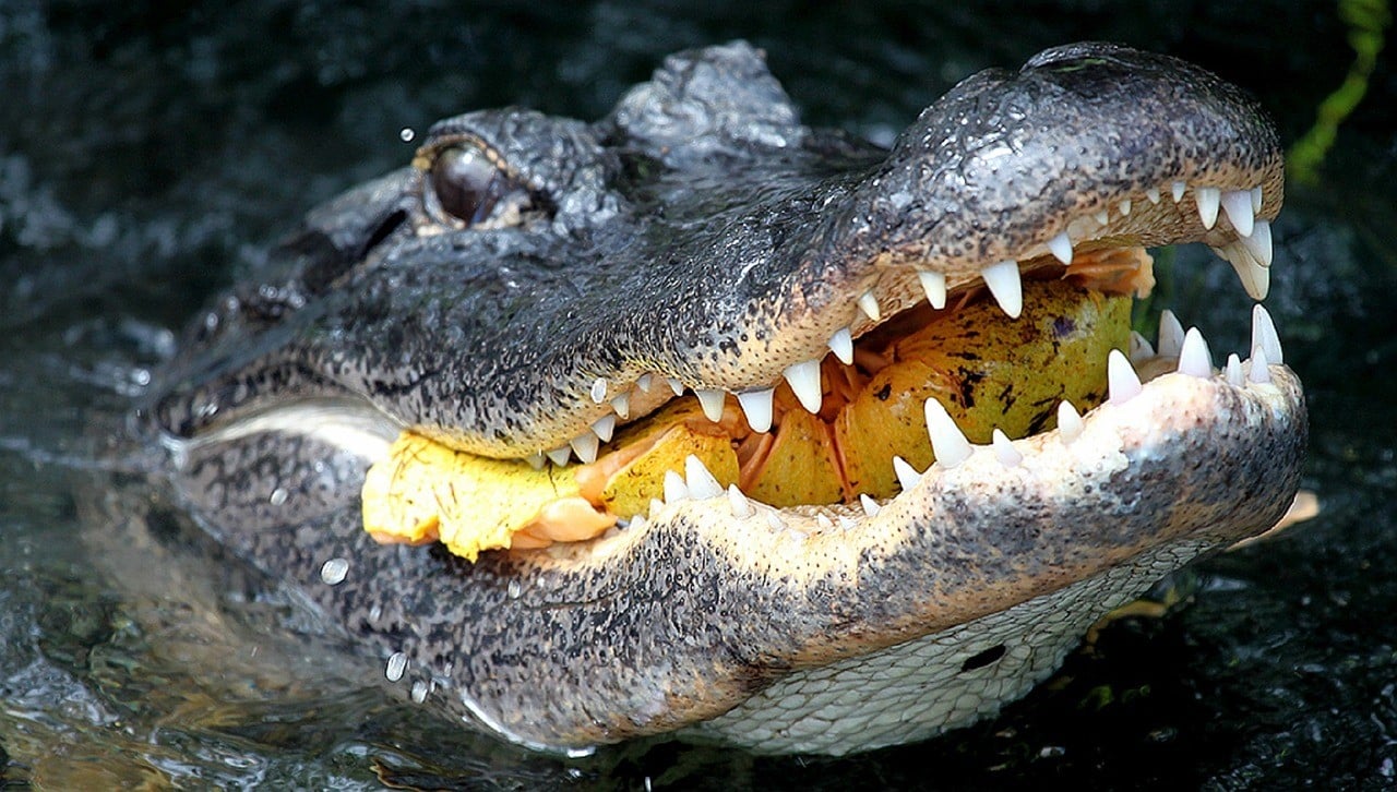 Alligator closeup-1