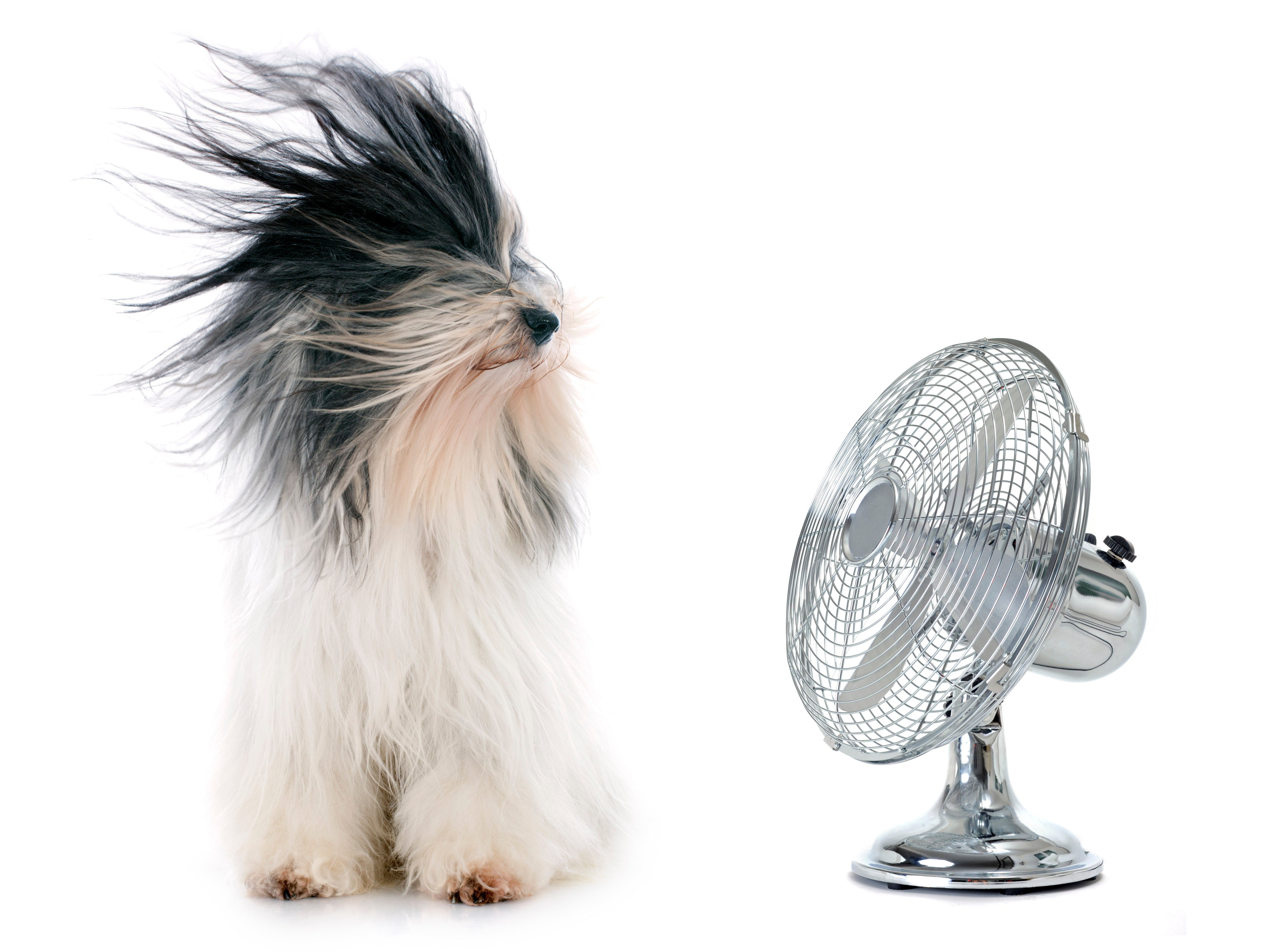 Dog with Fan